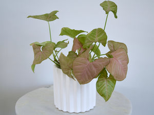 modern white planter with pink plant