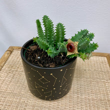 Load image into Gallery viewer, Lifesaver Cactus - 4 Inch