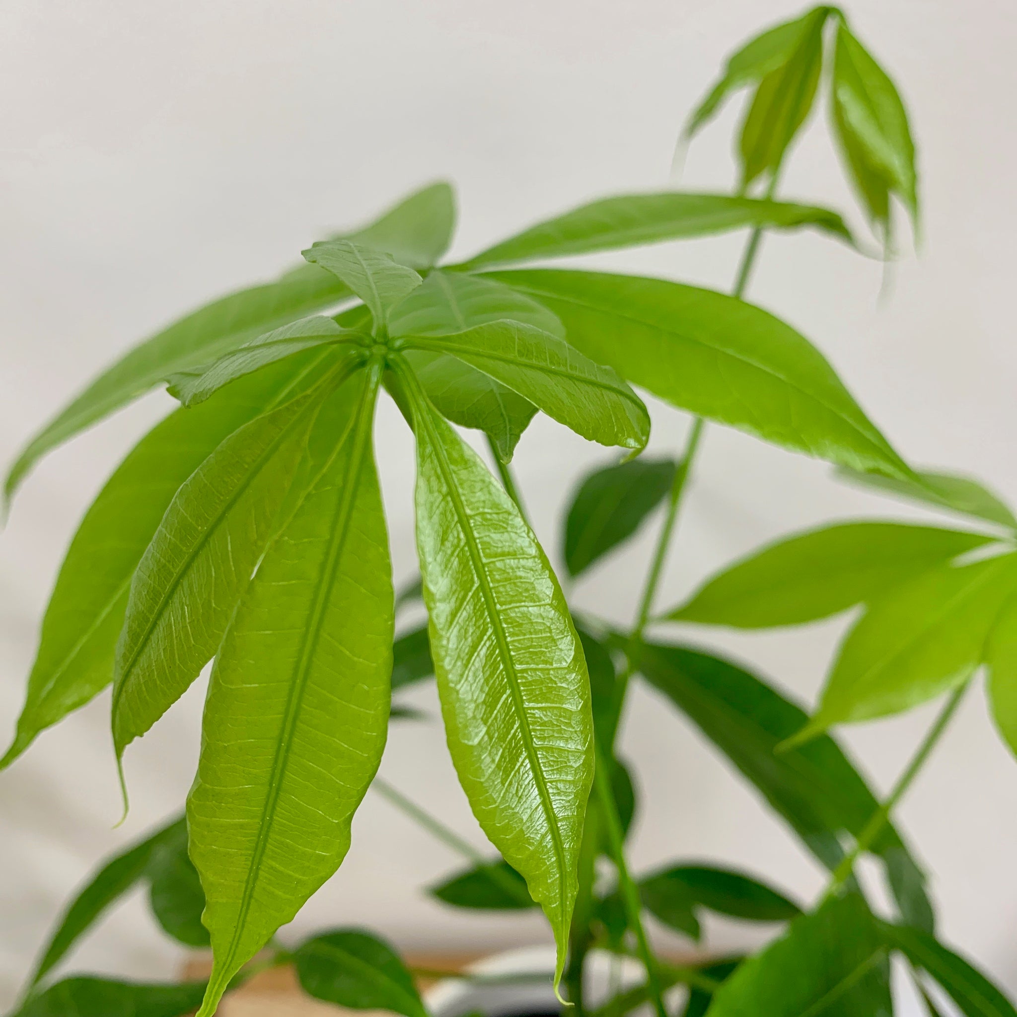 6 leaf money tree Money Tree