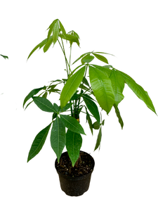 6 leaf money tree Money Tree
