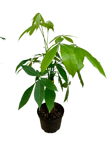 6 leaves money tree Money Tree