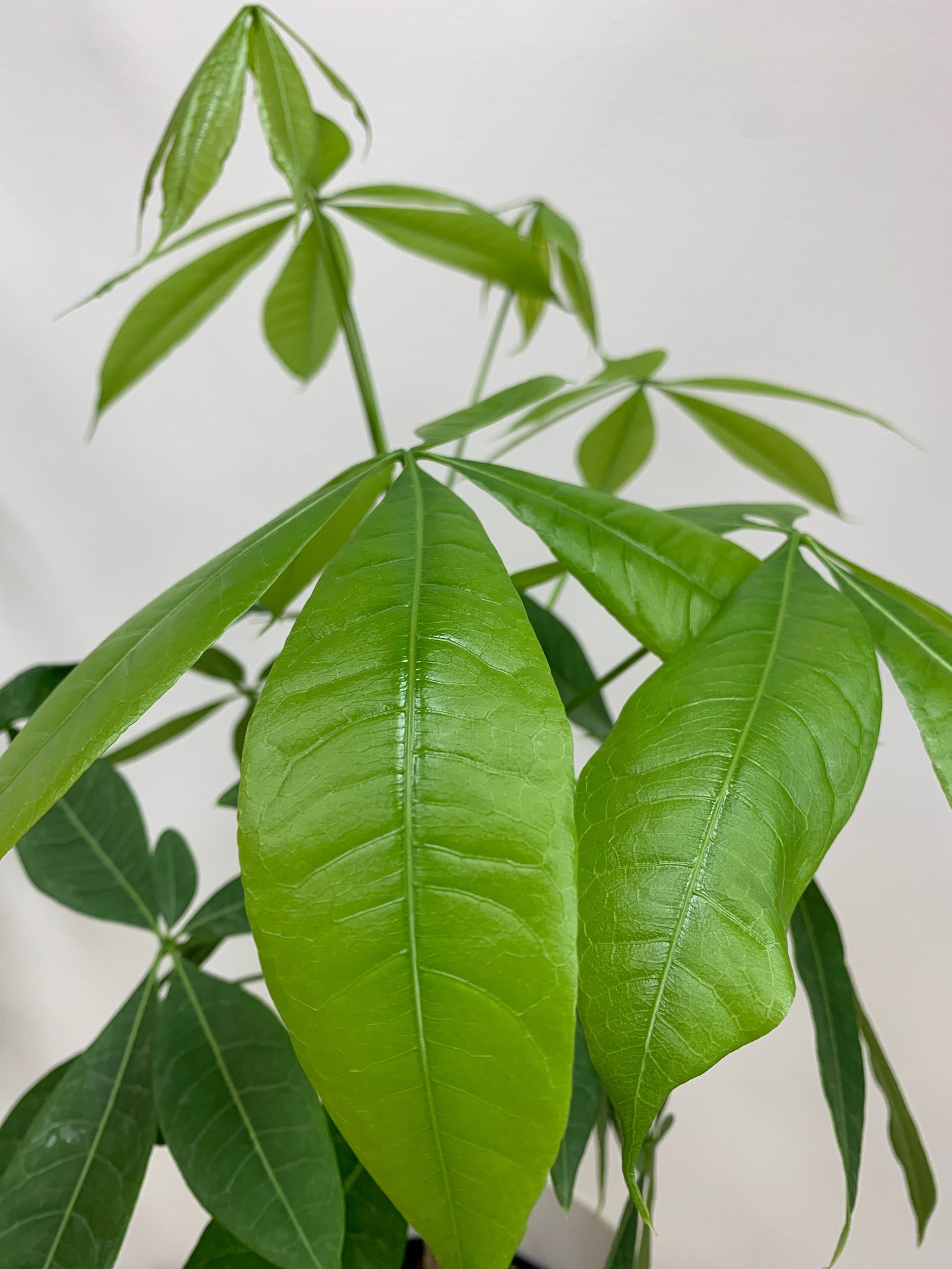 can the money tree be outside Money Tree