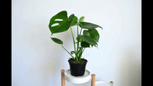 Load image into Gallery viewer, 360 view of monstera indoor plant