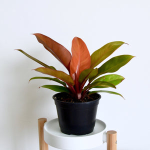 Philodendron 'Prince of Orange' 6" Houseplant