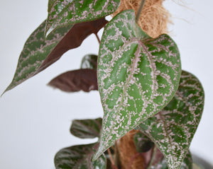 Piper Crocatum metallic leaf