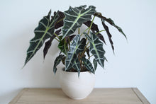 Load image into Gallery viewer, full alocasia polly in clay pot
