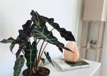 Load image into Gallery viewer, Alocasia Polly Houseplant