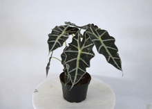 Load image into Gallery viewer, Alocasia Polly - (6 Inch)