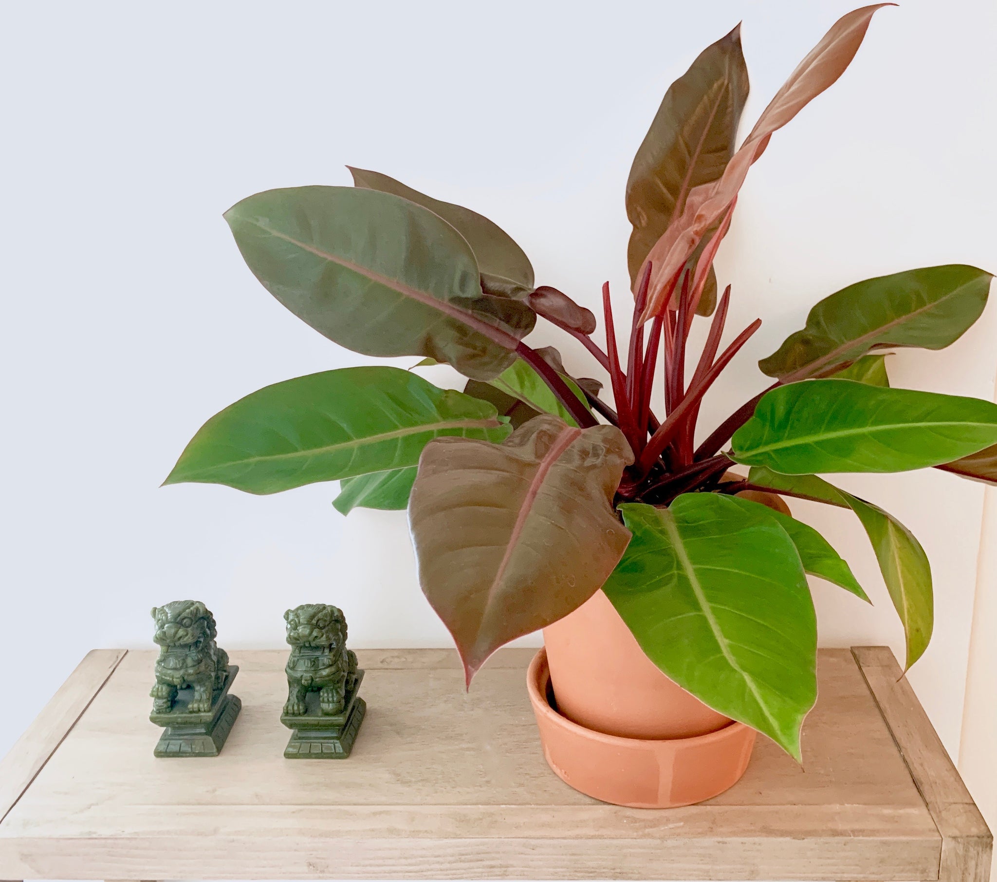 hybrid philodendron prince of orange Philodendron 'Prince of Orange'