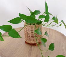 Load image into Gallery viewer, rattan pot with pothos