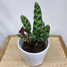 Load image into Gallery viewer, Rattlesnake Calathea Plant