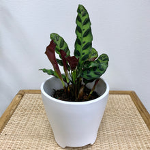 Load image into Gallery viewer, Rattlesnake Calathea 4 Inch