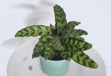 Load image into Gallery viewer, medium rattlesnake plant
