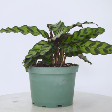 rattlesnake calathea houseplant