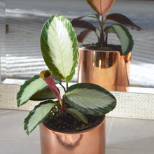 Load image into Gallery viewer, royal standard houseplant