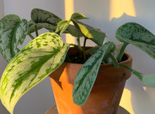 Load image into Gallery viewer, satin pothos shimmer leaves