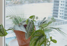 Load image into Gallery viewer, satin pothos houseplant in aged terracotta pot