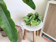 Load image into Gallery viewer, Silver Satin Pothos Houseplant