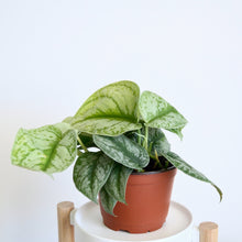 Load image into Gallery viewer, Silver Satin Pothos 6&quot; houseplant