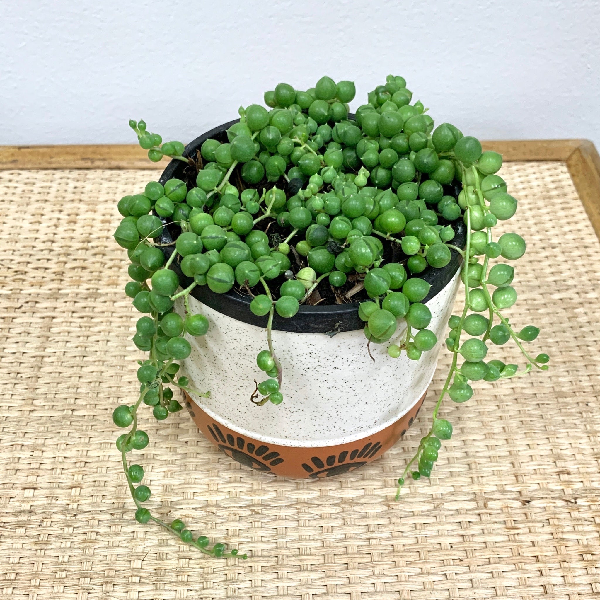 string of pearls succulent buy Buy String Of Pearls Hanging Succulent Plant Online