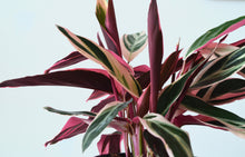 Load image into Gallery viewer, Stromanthe Tricolor Pink Leaves