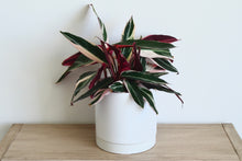 Load image into Gallery viewer, Green pink maroon houseplant in white pot