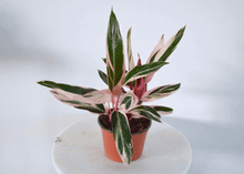Load image into Gallery viewer, 360 view stromanthe houseplant