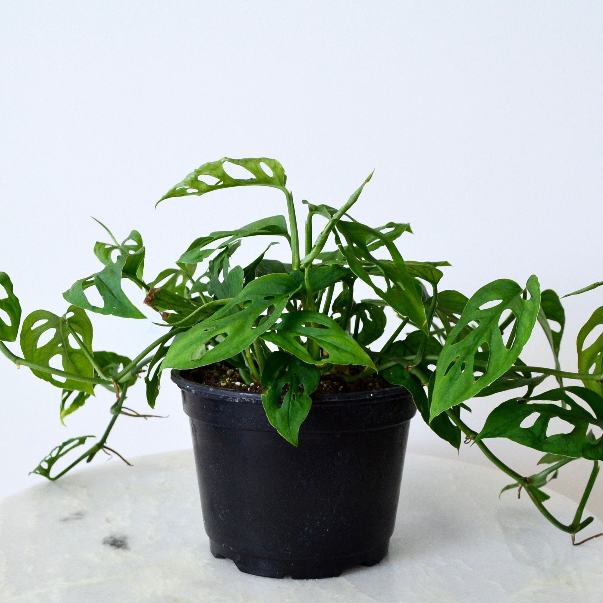 swiss cheese plant outside Monstera Adansonii