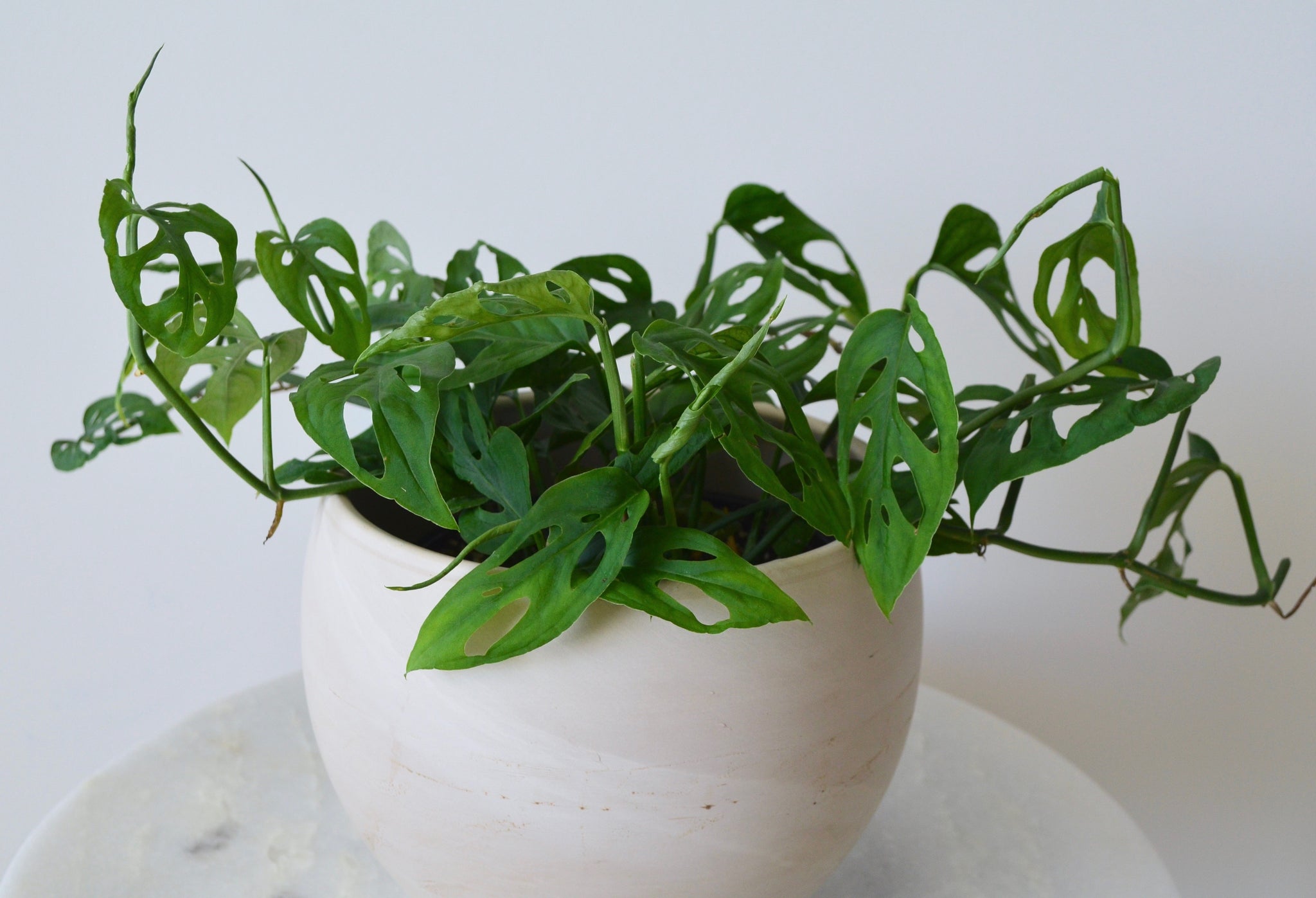 swiss cheese vine plant Monstera Adansonii