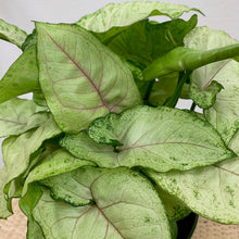 Load image into Gallery viewer, Syngonium podophyllum &#39;Bright Allusion&#39; - 6 Inch