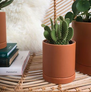 Cactus in Orange Pot