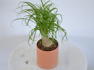 Ponytail Palm in Terracotta Pot with Saucer