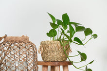 Load image into Gallery viewer, pothos in natural woven basket pot 